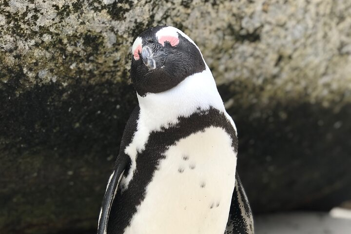 Bolders Beach Penguin encounter.